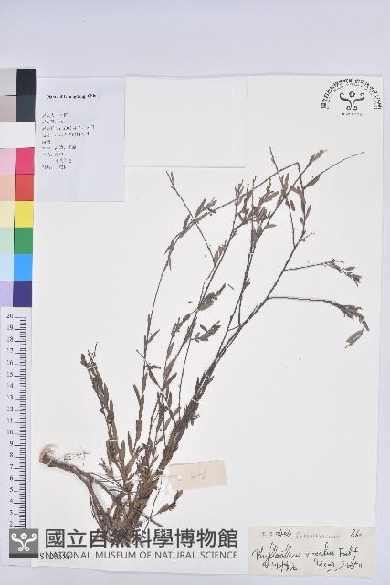 擬葉下珠、細葉油柑藏品圖，第1張