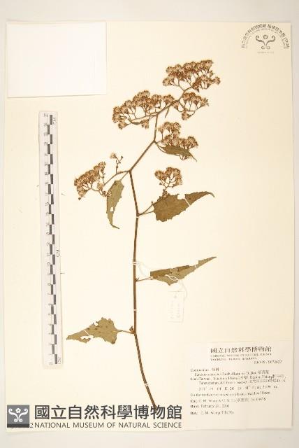 蔓黃菀藏品圖，第1張