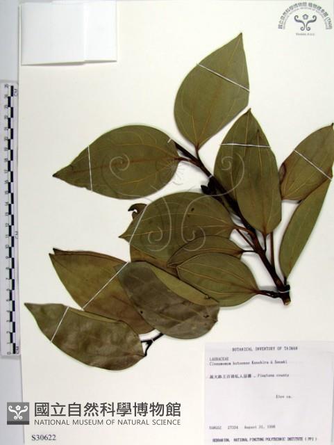 蘭嶼肉桂藏品圖，第1張