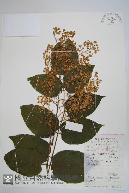 蔥木藏品圖，第1張