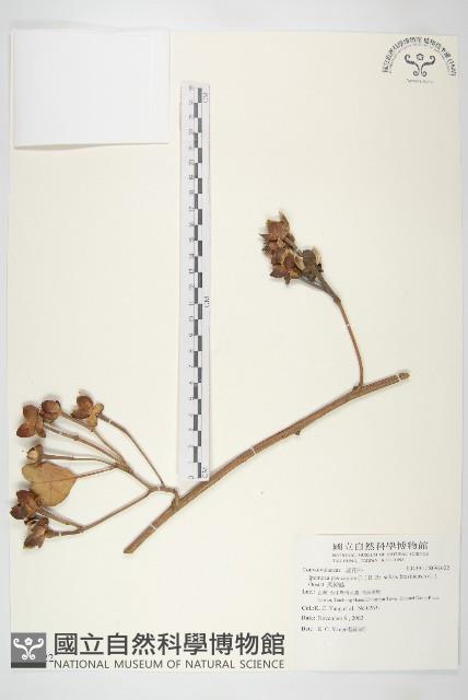 馬鞍藤藏品圖，第1張