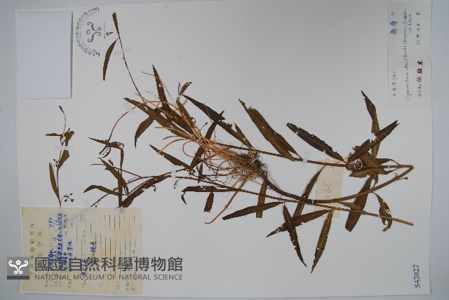 柳葉白前藏品圖，第1張