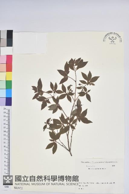 登錄號:S082022藏品圖，第1張