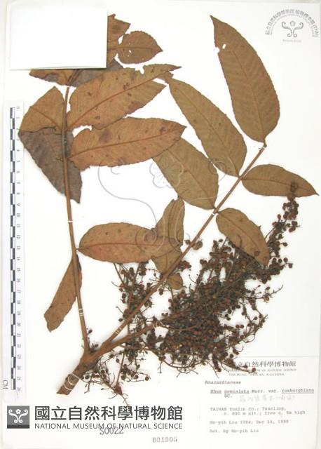 羅氏鹽膚木藏品圖，第1張