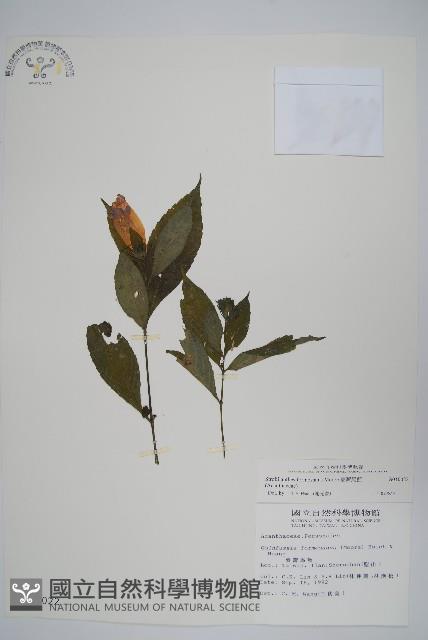 臺灣馬藍藏品圖，第1張