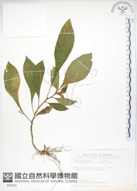 同蕊草、異色線柱苣苔藏品圖，第1張