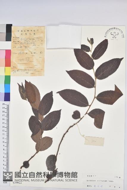 毛果算盤子藏品圖，第1張