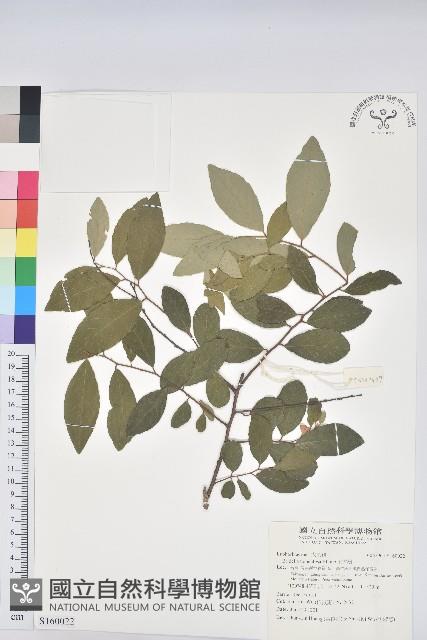 土密樹藏品圖，第1張