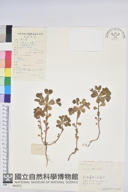 澤漆藏品圖，第1張