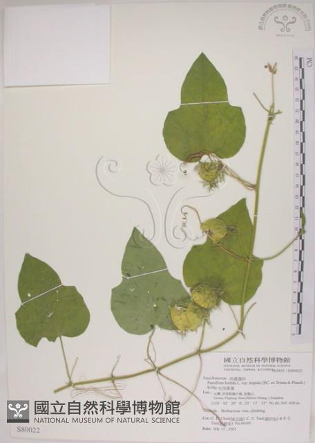 毛西番蓮藏品圖，第1張