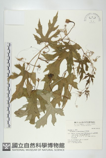 中華括樓藏品圖，第1張