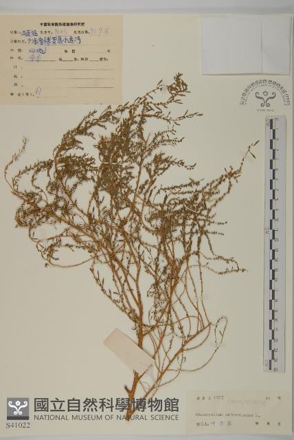 臭杏、土荊芥藏品圖，第1張