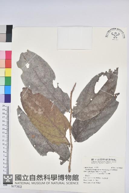 香港算盤子藏品圖，第1張