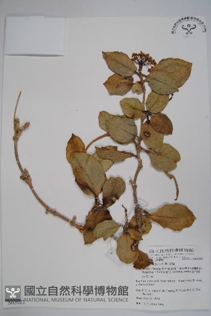 Common wax plant Collection Image, Figure 1, Total 2 Figures