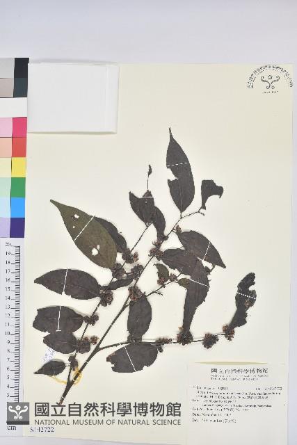 披針葉饅頭果藏品圖，第1張