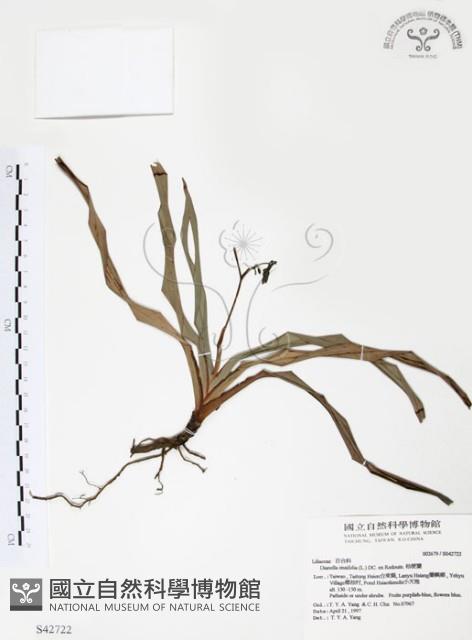 桔梗蘭藏品圖，第1張