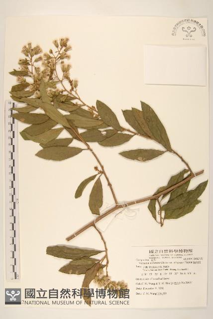 過山龍藏品圖，第1張