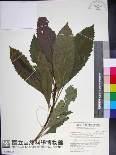 山枇杷、臺灣枇杷藏品圖，第1張