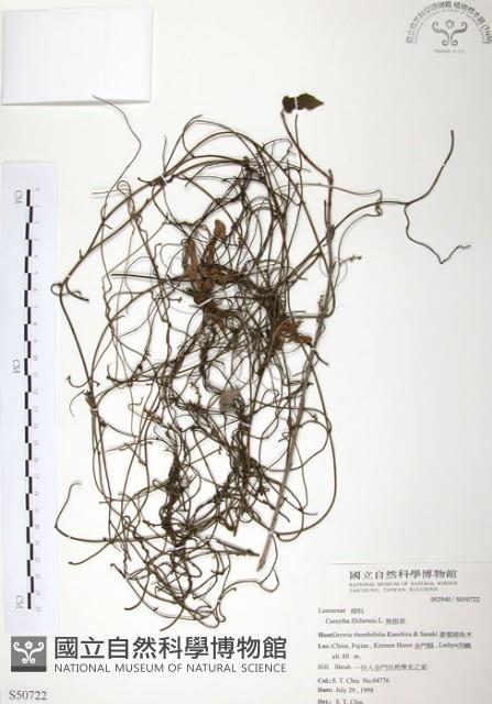 無根草藏品圖，第1張