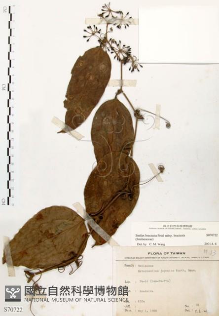 糙莖菝契、疣枝菝契藏品圖，第1張