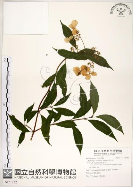 華八仙藏品圖，第1張