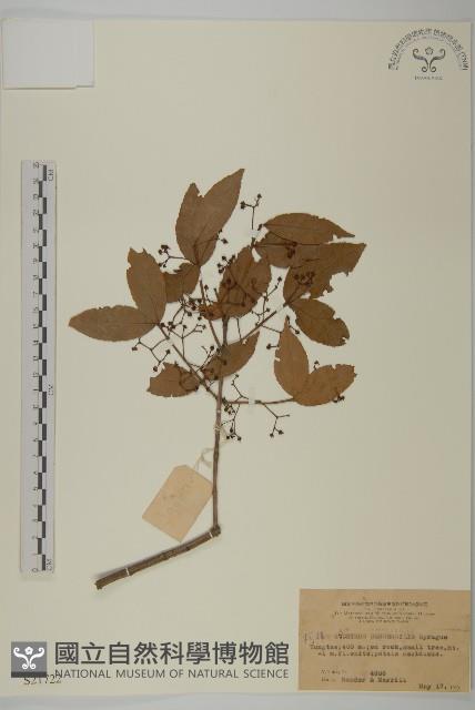 無柄衛矛藏品圖，第1張