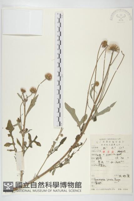 泥胡菜藏品圖，第1張