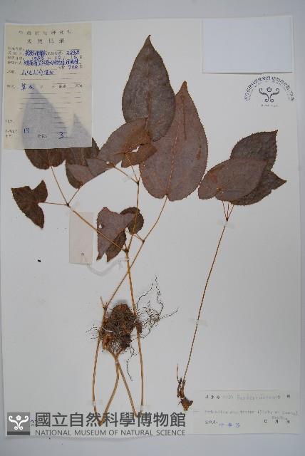 光葉淫羊藿藏品圖，第1張