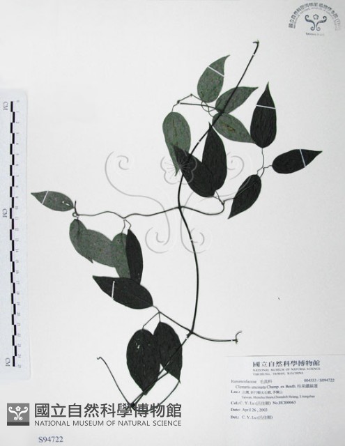 柱果鐵線蓮藏品圖，第1張