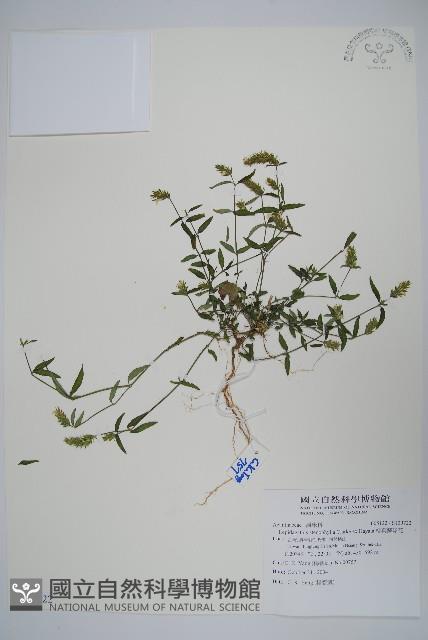 柳葉鱗球花藏品圖，第1張