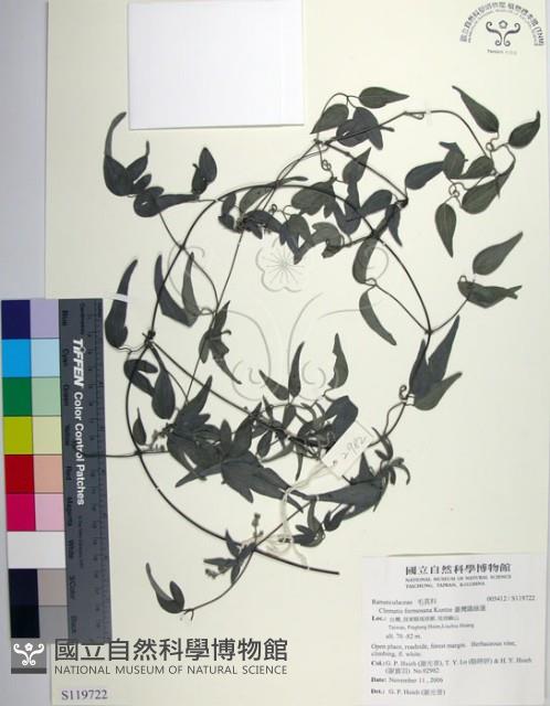 臺灣鐵線蓮藏品圖，第1張