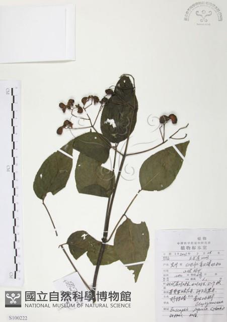 灰色木藍藏品圖，第1張