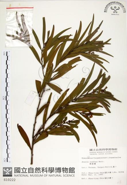 相思樹藏品圖，第1張