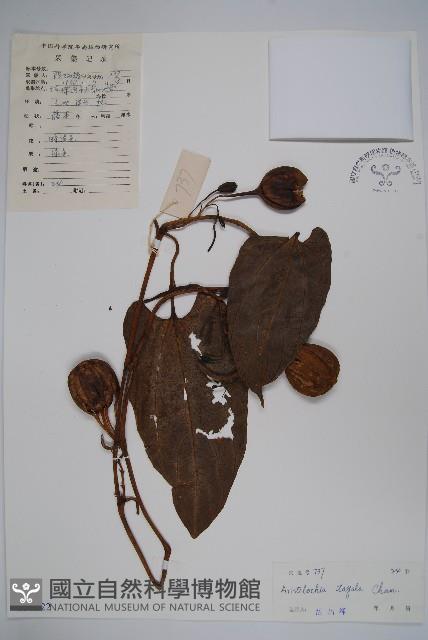 耳葉馬兜鈴藏品圖，第1張