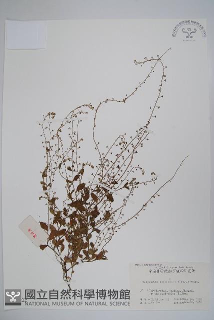 附地菜藏品圖，第1張