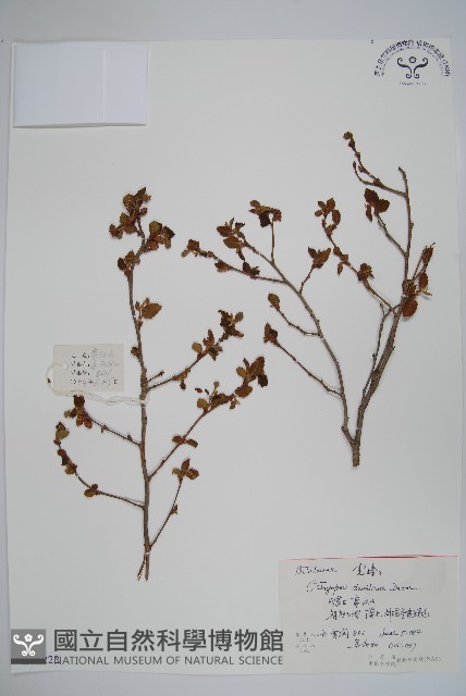虎榛子藏品圖，第1張