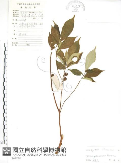 天仙果、臺灣榕藏品圖，第1張