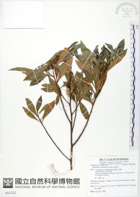 車桑子藏品圖，第1張