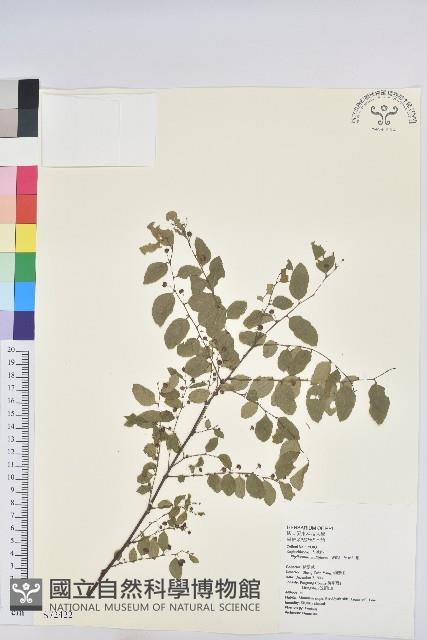 多花油柑、白仔藏品圖，第1張