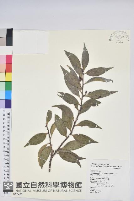 珍珠花、長尾葉越橘藏品圖，第1張