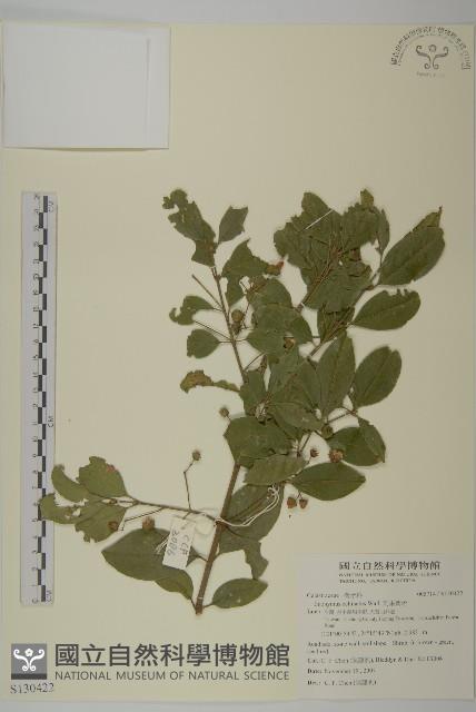 刺果衛矛藏品圖，第1張