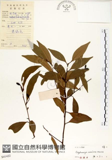 海南厚殼桂、土楠藏品圖，第1張