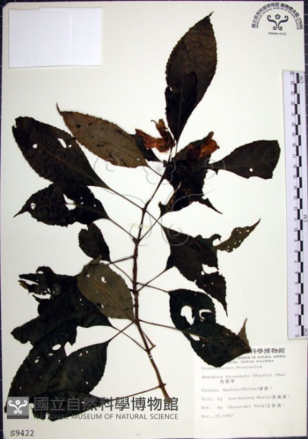 角桐草、台灣半蒴苣苔藏品圖，第1張