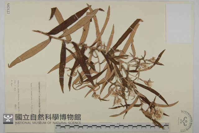 抱莖籟簫藏品圖，第1張