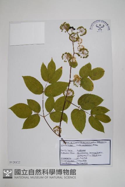 東北土當歸藏品圖，第1張