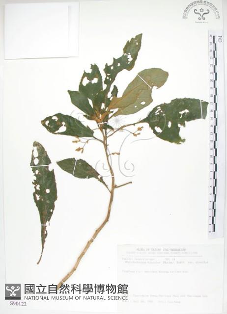 同蕊草、異色線柱苣苔藏品圖，第1張