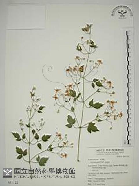 串鼻龍藏品圖，第1張