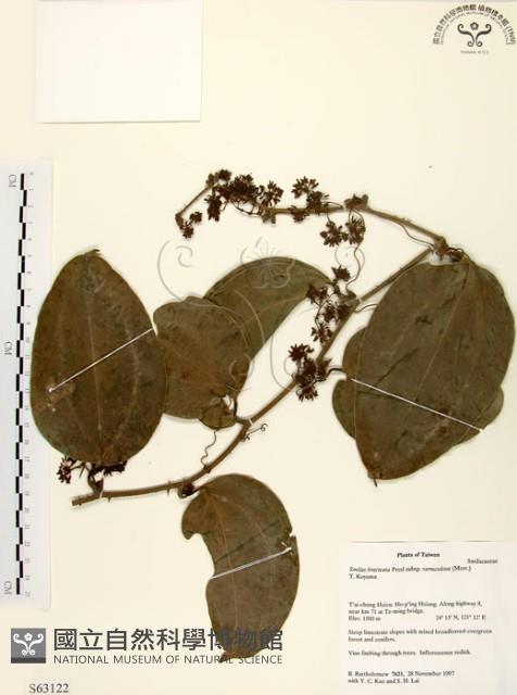 糙莖菝契藏品圖，第1張