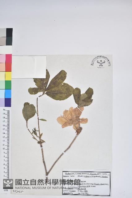 大字杜鵑藏品圖，第1張