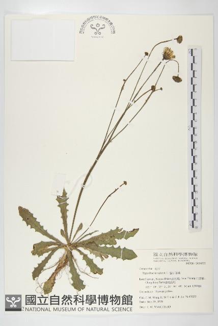 貓兒菊藏品圖，第1張